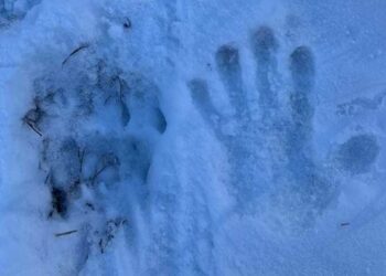 I cuccioli di Amarena compiono un anno, ibernati tra i boschi: aggiornamenti del Parco