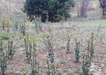 Al Parco paesaggistico Lauretum messi a dimora 200 nuovi alberi