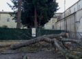 Taglio di alberi nel comune di Corfinio, Comitati cittadini per l’ambiente: la sorprendente risposta del sindaco