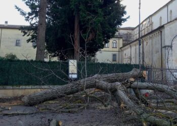 Taglio di alberi nel comune di Corfinio, Comitati cittadini per l’ambiente: la sorprendente risposta del sindaco