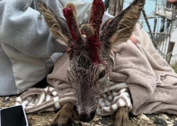 Foto pagina Facebook Abruzzo di Morris