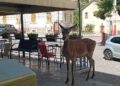 Un cervo “in fila” al bar aspetta in veranda e guarda incuriosito