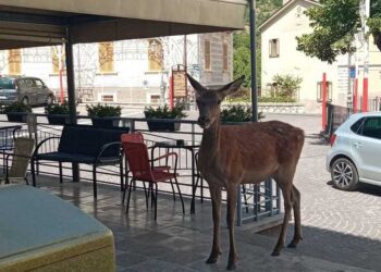 Un cervo “in fila” al bar aspetta in veranda e guarda incuriosito