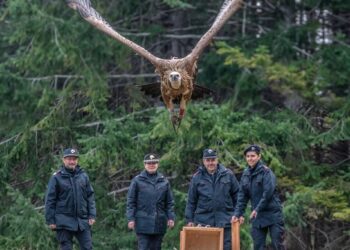 Torna a volare Ovidio, giovane grifone recuperato a Castel di Sangro
