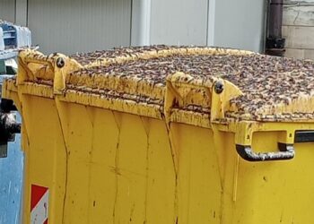 Ospedale di Lanciano, disagio all’ingresso della struttura per il guano degli uccelli