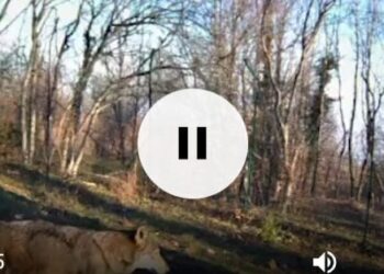 Lupo salvato dopo un incidente e curato dall’uomo torna in libertà (video)