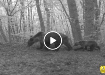 Nati 18 orsetti, ecco i dati del Parco nazionale: la conta delle femmine con prole (video)