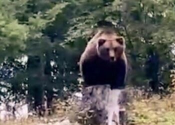 Orso M90, “sia immediatamente ucciso”: abbattuto il plantigrado che inseguì una coppia