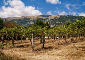 Viticoltura presente e futuro, politici e tecnici a confronto