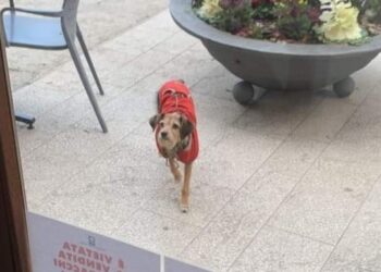 Omicidio dell’Aquila, il cagnolino della vittima vaga solo e spaventato: “cerchiamo Akki”