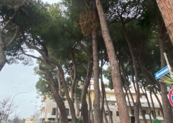 Controlli sugli alberi di Roseto per individuare le piante pericolose