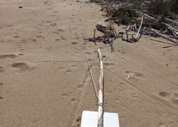 L’appello del Sindaco di Roseto per salvare la Riserva Borsacchio