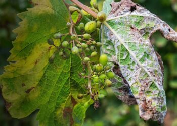 Paolucci su decreto peronospora: “Ad oggi i viticoltori sono abbandonati e senza sostegni”