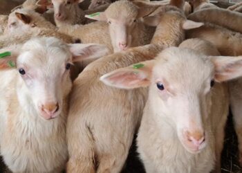 Spacciano agnello ungherese per locale, multa nel Chietino