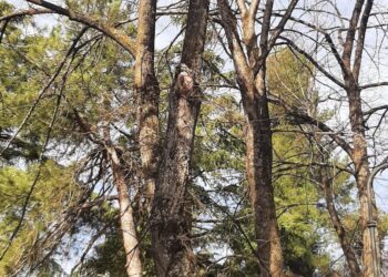 Manutenzione per gli alberi a Sulmona, Berardi: c’è la supervisione degli agronomi