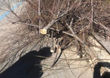 Tamerici sul lungomare nord di Pescara, Conalpa: “Alberi devastati al risveglio primaverile”