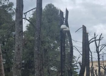 Villa Comunale di Sulmona, indignazione del Conalpa: fatto uno scempio degli alberi