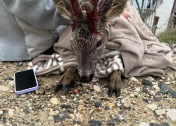 Capriolo rischia di affogare, il 14enne Samuel lo salva: i video e le foto dell’impresa