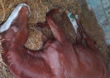 Shock a Capistrello, cavallo trovato con una zampa tagliata: è caccia al responsabile