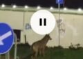 Un lupo a spasso per le vie della città, le straordinarie immagini girate a Pescara (VIDEO)