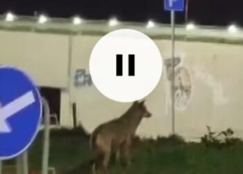 Un lupo a spasso per le vie della città, le straordinarie immagini girate a Pescara (VIDEO)