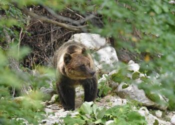 Regionali, Aidaa: dopo la conferma di Marsilio quale futuro attende gli orsi marsicani?