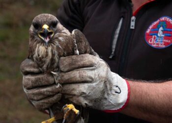 I veterinari del parco d’Abruzzo salvano e curano una poiana, il rapace torna in libertà (fotogallery)