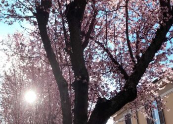 Dopo un inverno mite è iniziata ufficialmente la primavera: equinozio con un giorno in anticipo