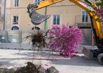 Taranta su Piazza Palazzo: “Alberi tagliati già ripiantumati in altre zone della città”