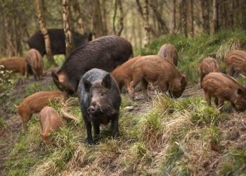 Prelievo selettivo dei cinghiali a Fossacesia, il sindaco: “Stanno causando ingenti danni”