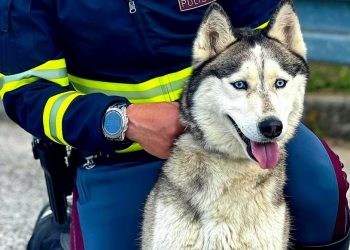 La cagnolina Maya a spasso sull’autostrada: salvata dalla polizia