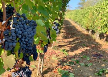D’Alesio lancia Closciarr, Trebbiano IGT figlio di una vendemmia povera
