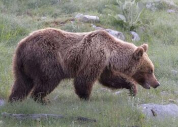 Orso marsicano nella Valle Subequana, riunione in prefettura per la gestione territoriale