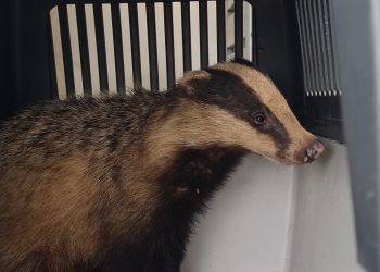 Salvato e curato dal Servizio veterinario di sanità animale, il piccolo tasso torna in libertà (foto)