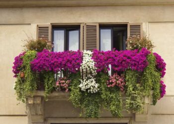 Balconi dai mille colori? Petunia, il fiore di velluto che fa primavera