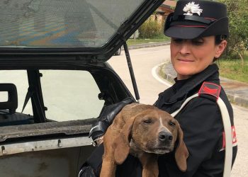 “Rapisce” il cane Bruschetta e chiede un riscatto ma all’appuntamento trova i carabinieri: arrestato 62enne