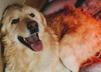 La cagnolina Nina picchiata dal padrone e fuggita: continuano le ricerche