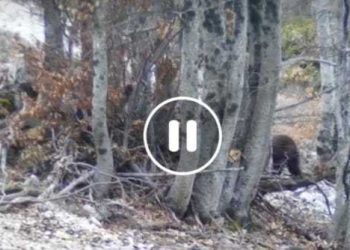 Ecco le nuove immagini degli orsetti di Amarena, stanno bene e sono ancora insieme