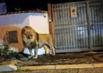 Il leone di Ladispoli diventa un libro con la prefazione di Sgarbi: la presentazione a Capistrello