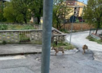 Lupi nel centro abitato, perlustrazioni e controlli dei carabinieri forestali: “necessaria estrema prudenza” (foto)