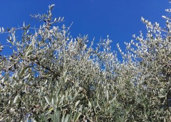 Frantolio, diciottesima edizione del concorso del buon olio peligno