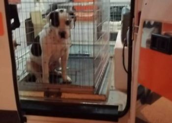 Coordinamento Associazioni e Volontari Abruzzesi: “accalappiamento di cani come fossero spazzatura”