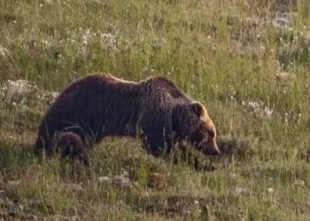 Nasce un sentiero per Amarena, percorso in natura nei luoghi amati dall’orsa