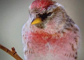 Giornata di Biodiversità, alla scoperta dell’avifauna con il Parco del Gran Sasso e i carabinieri