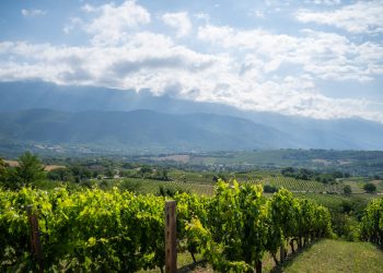 Stato di calamità, il comparto vinicolo abruzzese scrive alla Meloni: “Nessuna erogazione delle risorse”