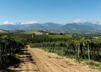 Stato di calamità, il comparto vinicolo abruzzese scrive alla Meloni: “Nessuna erogazione delle risorse”