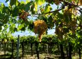 Stato di calamità, il comparto vinicolo abruzzese scrive alla Meloni: “Nessuna erogazione delle risorse”