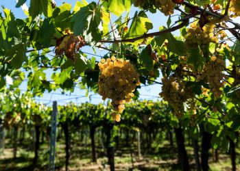Stato di calamità, il comparto vinicolo abruzzese scrive alla Meloni: “Nessuna erogazione delle risorse”