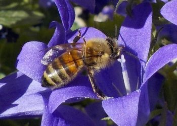 Nella Giornata mondiale delle api una festa al Beeodiversity Park