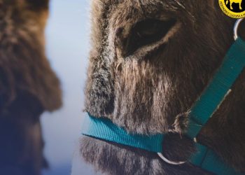 L’asino d’oro, giornata dedicata al disegno dal vero degli animali